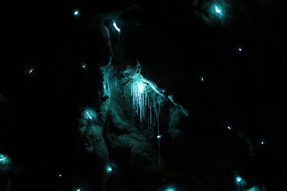 نجوم كونية مضيئة داخل كهوف غابة بدائية لم يمسها البشر تصدم العلماء صورة رقم 8