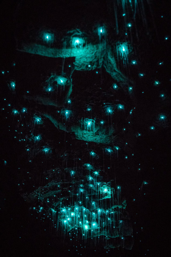 نجوم كونية مضيئة داخل كهوف غابة بدائية لم يمسها البشر تصدم العلماء صورة رقم 9