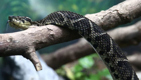 مفاجأة من العيار الثقيل.. سم أفعى برازيلية قد يحمل العلاج لكورونا صورة رقم 1