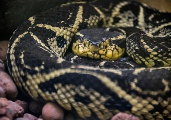 مفاجأة من العيار الثقيل.. سم أفعى برازيلية قد يحمل العلاج لكورونا صورة رقم 3