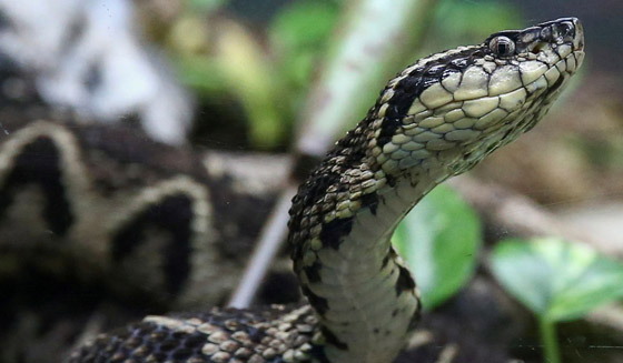 مفاجأة من العيار الثقيل.. سم أفعى برازيلية قد يحمل العلاج لكورونا صورة رقم 4