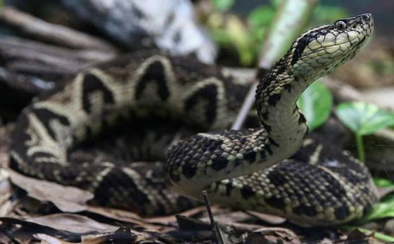 مفاجأة من العيار الثقيل.. سم أفعى برازيلية قد يحمل العلاج لكورونا صورة رقم 8