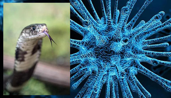 مفاجأة من العيار الثقيل.. سم أفعى برازيلية قد يحمل العلاج لكورونا صورة رقم 2