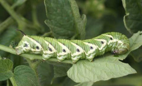 شرنقة شائكة تكاد تقتل طفلاً أثناء لعبه في حديقة المنزل صورة رقم 4