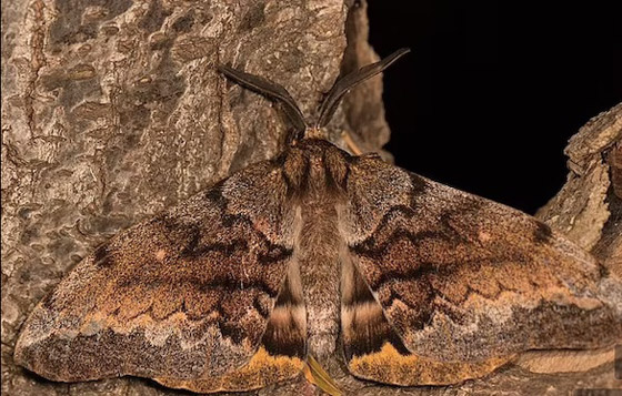 شرنقة شائكة تكاد تقتل طفلاً أثناء لعبه في حديقة المنزل صورة رقم 2