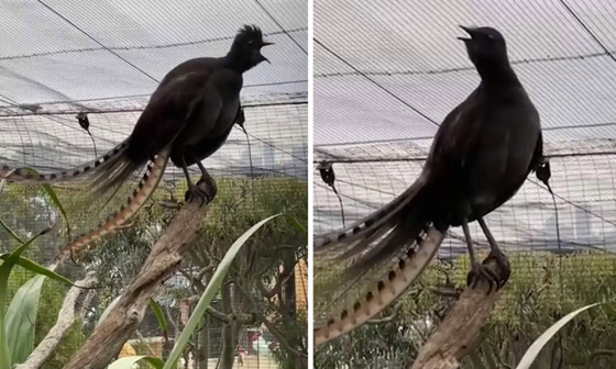 فيديو: طائر القيثارة يقلد بكاء طفل ويصدر صوتا عاليا يصم الآذان! صورة رقم 1