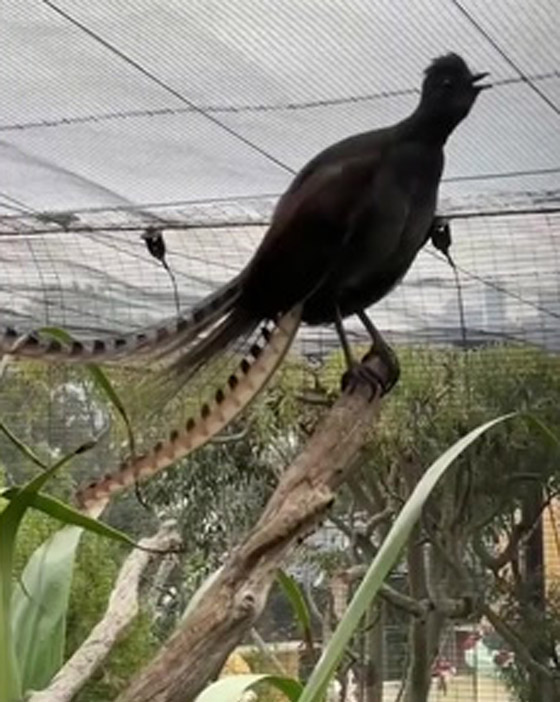 فيديو: طائر القيثارة يقلد بكاء طفل ويصدر صوتا عاليا يصم الآذان! صورة رقم 2