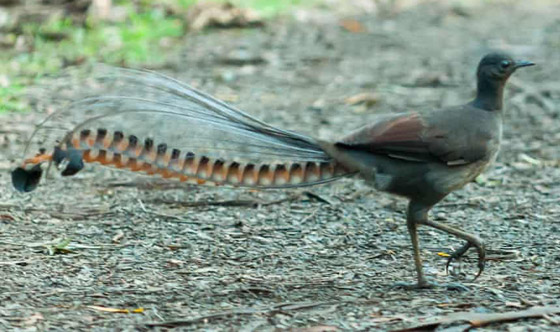 فيديو: طائر القيثارة يقلد بكاء طفل ويصدر صوتا عاليا يصم الآذان! صورة رقم 3