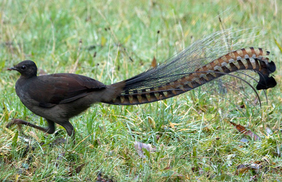 فيديو: طائر القيثارة يقلد بكاء طفل ويصدر صوتا عاليا يصم الآذان! صورة رقم 4