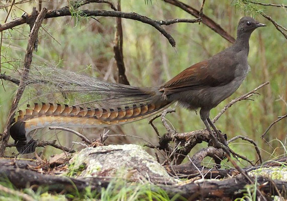 فيديو: طائر القيثارة يقلد بكاء طفل ويصدر صوتا عاليا يصم الآذان! صورة رقم 5