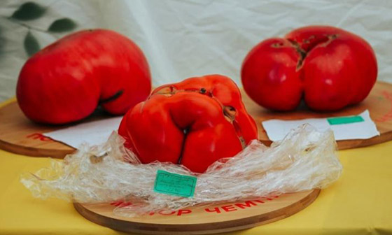 روسيا تسجل أكبر حبة طماطم بوزن 2.2 كيلو غرام.. صور صورة رقم 3