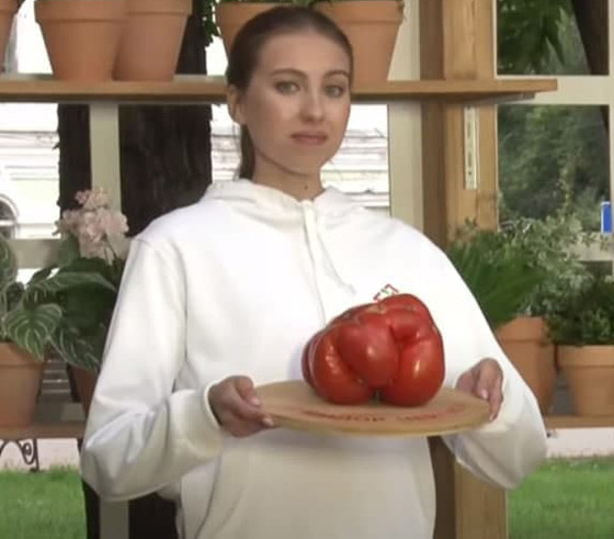 روسيا تسجل أكبر حبة طماطم بوزن 2.2 كيلو غرام.. صور صورة رقم 4