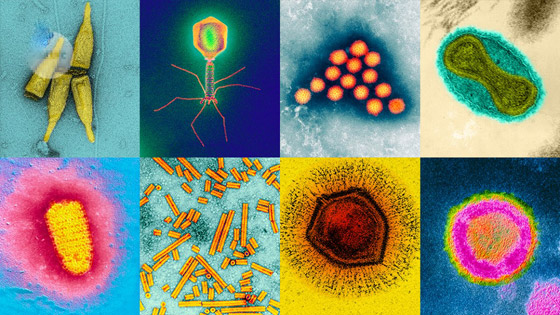 عالم فلك أمريكي يطلق تنبيها.. فيروسات محتملة خارج كوكب الأرض! صورة رقم 2