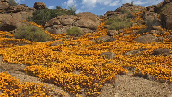 لمدة قصيرة فقط.. صحراء في إفريقيا بسجاد من الزهور الخلابة! صورة رقم 3