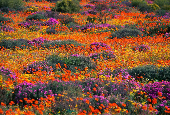 لمدة قصيرة فقط.. صحراء في إفريقيا بسجاد من الزهور الخلابة! صورة رقم 1