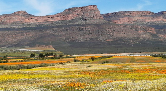لمدة قصيرة فقط.. صحراء في إفريقيا بسجاد من الزهور الخلابة! صورة رقم 8