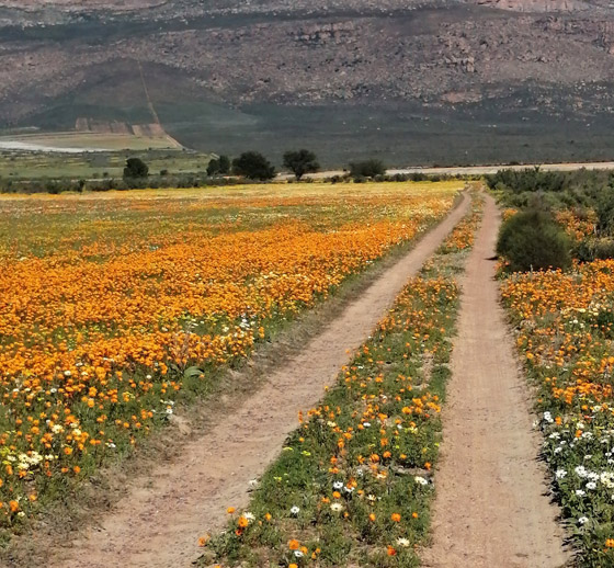 لمدة قصيرة فقط.. صحراء في إفريقيا بسجاد من الزهور الخلابة! صورة رقم 9