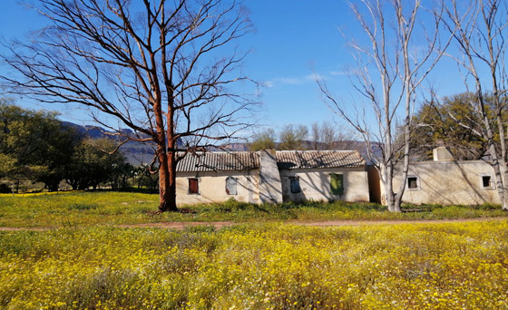 لمدة قصيرة فقط.. صحراء في إفريقيا بسجاد من الزهور الخلابة! صورة رقم 10