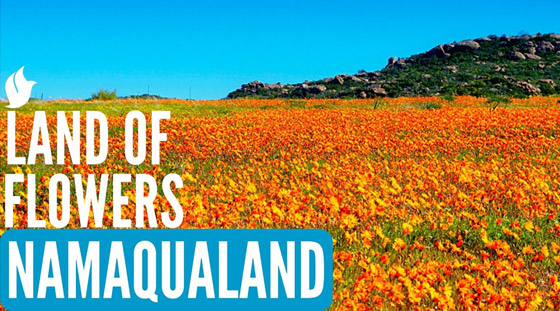 لمدة قصيرة فقط.. صحراء في إفريقيا بسجاد من الزهور الخلابة! صورة رقم 2