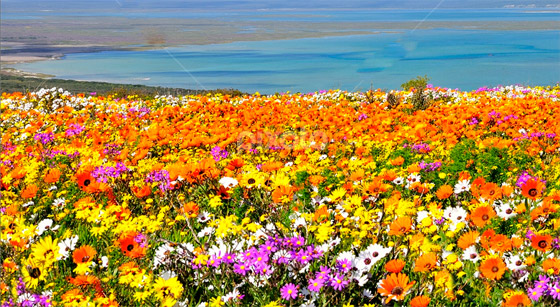 لمدة قصيرة فقط.. صحراء في إفريقيا بسجاد من الزهور الخلابة! صورة رقم 11