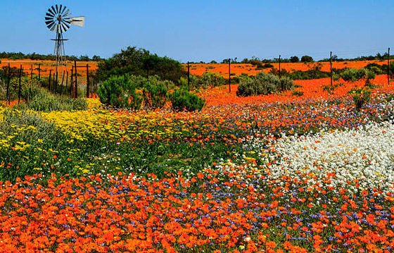 لمدة قصيرة فقط.. صحراء في إفريقيا بسجاد من الزهور الخلابة! صورة رقم 12