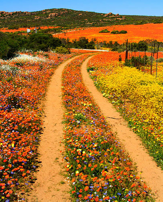 لمدة قصيرة فقط.. صحراء في إفريقيا بسجاد من الزهور الخلابة! صورة رقم 4