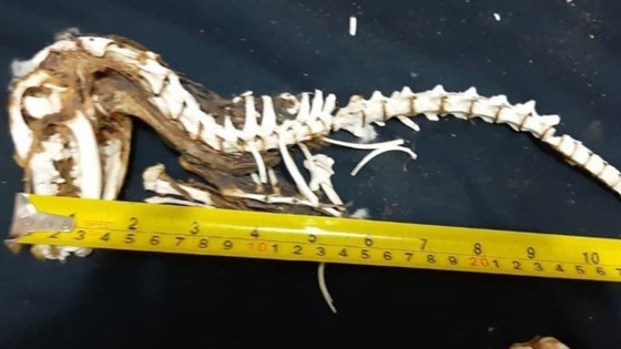 أسنان كبيرة وفك قوي.. ليبي يعثر على ديناصور بالصحراء صورة رقم 1