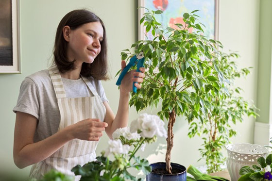 حرب علمية لم تحسم نتيجتها بعد.. هل تستطيع النباتات أن “تستمع” إلينا وتتواصل فيما بينها؟ صورة رقم 1