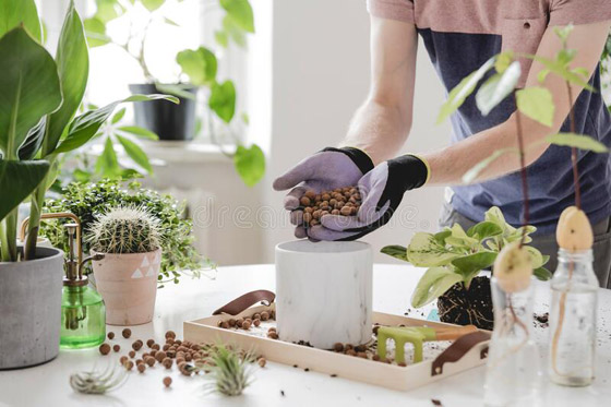 حرب علمية لم تحسم نتيجتها بعد.. هل تستطيع النباتات أن “تستمع” إلينا وتتواصل فيما بينها؟ صورة رقم 6