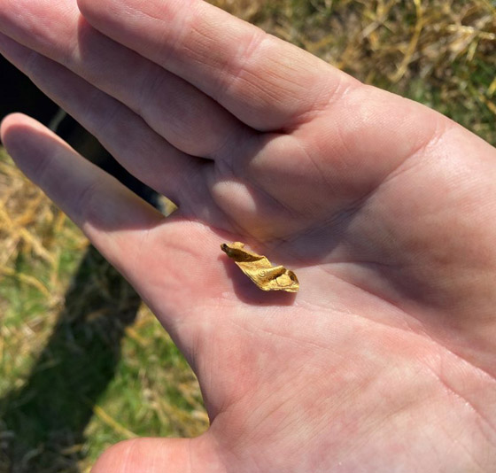 عمره 1500 عام.. باحث يعثر على كنز ذهبي ليس له مثيل بالصدفة! صورة رقم 7