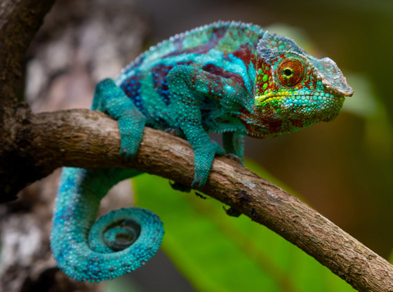 لا نجده بكثرة.. لماذا اللون الأزرق نادر في الطبيعة؟ صورة رقم 7