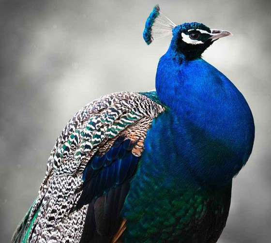 لا نجده بكثرة.. لماذا اللون الأزرق نادر في الطبيعة؟ صورة رقم 8