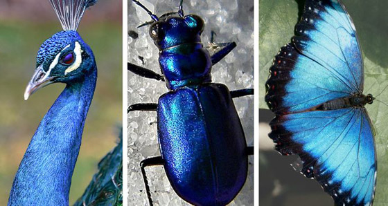 لا نجده بكثرة.. لماذا اللون الأزرق نادر في الطبيعة؟ صورة رقم 3