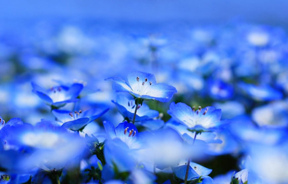 لا نجده بكثرة.. لماذا اللون الأزرق نادر في الطبيعة؟ صورة رقم 9