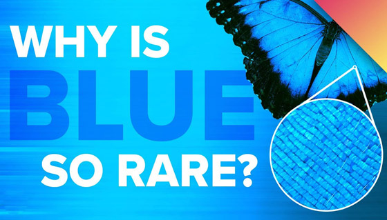 لا نجده بكثرة.. لماذا اللون الأزرق نادر في الطبيعة؟ صورة رقم 1
