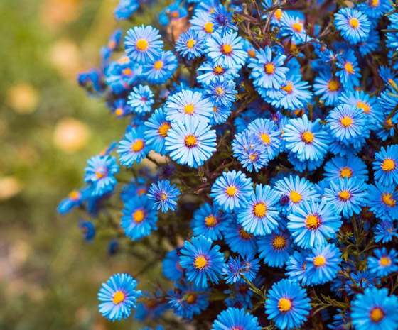 لا نجده بكثرة.. لماذا اللون الأزرق نادر في الطبيعة؟ صورة رقم 4