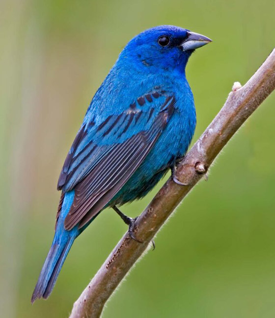 لا نجده بكثرة.. لماذا اللون الأزرق نادر في الطبيعة؟ صورة رقم 14