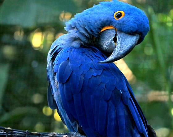 لا نجده بكثرة.. لماذا اللون الأزرق نادر في الطبيعة؟ صورة رقم 2