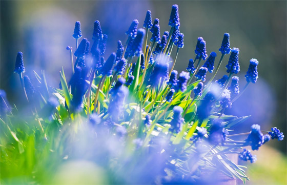 لا نجده بكثرة.. لماذا اللون الأزرق نادر في الطبيعة؟ صورة رقم 16