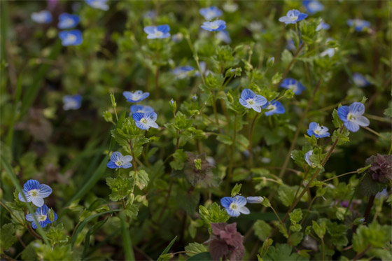 لا نجده بكثرة.. لماذا اللون الأزرق نادر في الطبيعة؟ صورة رقم 19