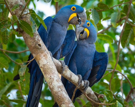 لا نجده بكثرة.. لماذا اللون الأزرق نادر في الطبيعة؟ صورة رقم 20