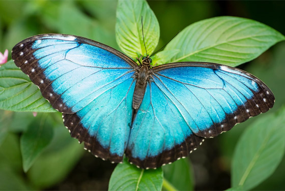 لا نجده بكثرة.. لماذا اللون الأزرق نادر في الطبيعة؟ صورة رقم 5