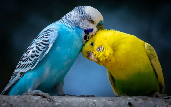 لا نجده بكثرة.. لماذا اللون الأزرق نادر في الطبيعة؟ صورة رقم 21