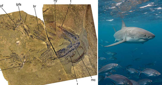 بالصور: 12 غرضا قد يبدو عصريا في أيامنا لكنه أقدم بكثير مما تعتقده صورة رقم 4