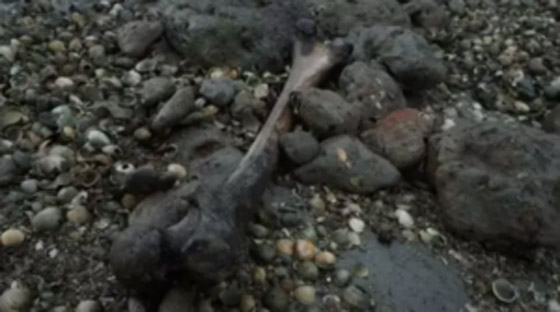 زيارتها محظورة.. قصة جزيرة إنجليزية مرعبة تمتلئ أرضها ببقايا الموتى! صورة رقم 8