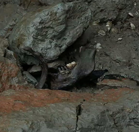 زيارتها محظورة.. قصة جزيرة إنجليزية مرعبة تمتلئ أرضها ببقايا الموتى! صورة رقم 10