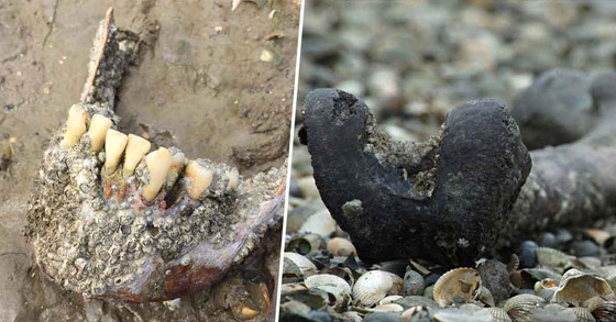 زيارتها محظورة.. قصة جزيرة إنجليزية مرعبة تمتلئ أرضها ببقايا الموتى! صورة رقم 2