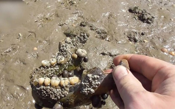 زيارتها محظورة.. قصة جزيرة إنجليزية مرعبة تمتلئ أرضها ببقايا الموتى! صورة رقم 14