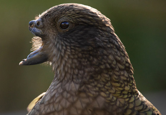 ببغاء صغير يلجأ لحيلة غريبة للتغلب على مشكلة منقاره المبتور! فيديو صورة رقم 1