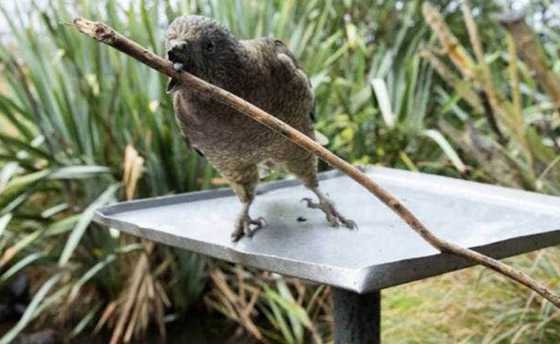 ببغاء صغير يلجأ لحيلة غريبة للتغلب على مشكلة منقاره المبتور! فيديو صورة رقم 3